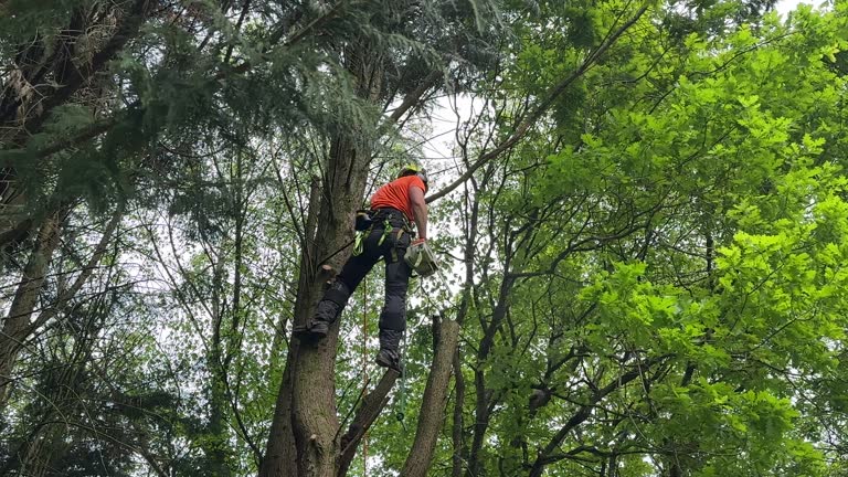 Best Seasonal Cleanup (Spring/Fall)  in Oak Forest, IL