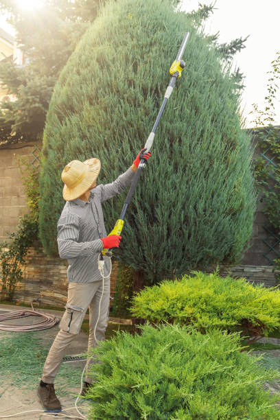 Best Tree Preservation Services  in Oak Forest, IL